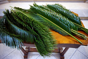 Květná neděle v katedrále Svatého Ducha